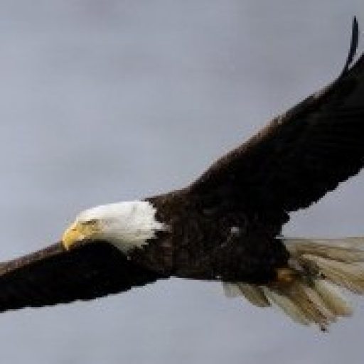 cropped-s-bald-eagle-large300.jpg