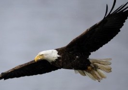 s-bald-eagle-large300